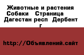 Животные и растения Собаки - Страница 13 . Дагестан респ.,Дербент г.